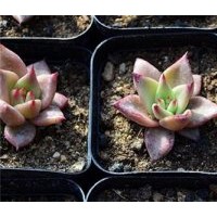 鳳城市花卉、綠馨花卉、花卉