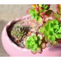 迷你花卉、大連花卉、綠馨花卉(多圖)