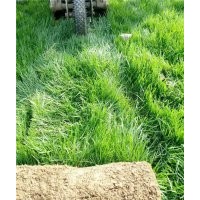 石家莊草坪種植基地