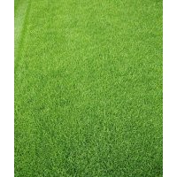 無(wú)土沙草坪