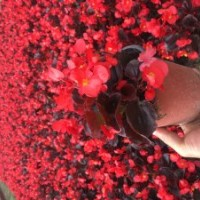 供應(yīng)盆花：比哥海棠