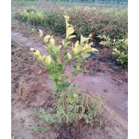 青州金森女貞價(jià)格