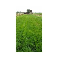 優(yōu)質(zhì)冷季型草坪