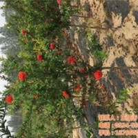 牡丹石榴批發(fā)|長(zhǎng)春牡丹石榴|德豐農(nóng)場(chǎng)(圖)