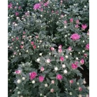 國慶菊價(jià)格 國慶菊供應(yīng)基地 國慶菊顏色 國慶菊?qǐng)D片 國慶菊花期