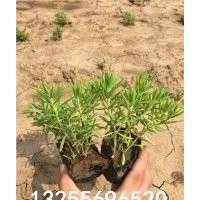 佛甲草花期 佛甲草批發(fā) 佛甲草價(jià)格 佛甲草圖片 佛甲草品種大全