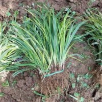 美人蕉 再力花 黃菖蒲