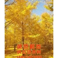 銀杏樹苗_胡氏銀杏_銀杏樹苗的批發(fā)