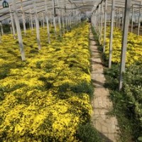 國慶菊供應(yīng)，山東國慶菊批發(fā)，國慶菊基地，歡迎選購