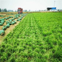各種麥冬草~中葉細(xì)葉麥冬~低價(jià)，麥冬草，金邊/日本麥冬草 自產(chǎn)自