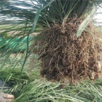 山東麥冬草批發(fā)基地~自產(chǎn)自銷~隨時(shí)有貨~保質(zhì)保量~量大從優(yōu)