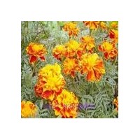 供應(yīng)孔雀草