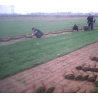 出售早熟禾草坪和高羊茅草坪系列