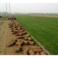 冷寂型早熟禾高羊茅草坪基地