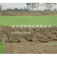 草坪苗木合作社供應(yīng)//果嶺草草坪//馬尼拉/百慕大/高羊茅草