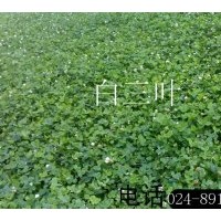 優(yōu)質(zhì)綠化用草種：白三葉、高羊茅、紫穗槐、百脈根