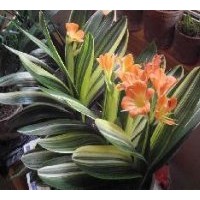 供應(yīng)君子蘭