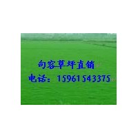農(nóng)戶特價大量供應百慕大與黑麥草混播草坪