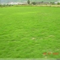 大量供應(yīng)馬尼拉草皮