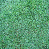 供應(yīng)馬尼拉草坪