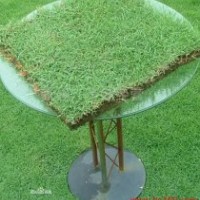 常年供應(yīng)馬尼拉、百慕大、狗牙根草坪等