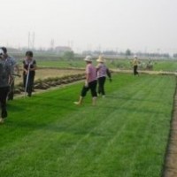 招遠草坪-棲霞草坪-海陽草坪-長島草坪