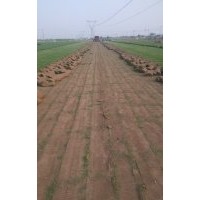 河北草坪 河北草坪價(jià)格 河北草坪銷售