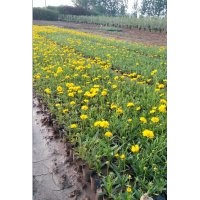 黑心菊、金雞菊、天人菊、荷蘭菊、松果菊、菊花