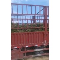 河北草坪|山西草坪基地|山東草坪價格