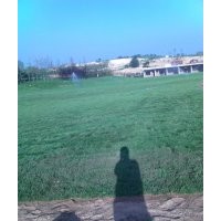 早熟禾草坪-供應山東草坪|山西草坪