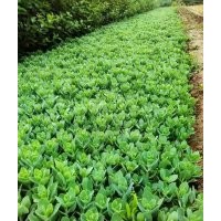 河北八寶單科報價 八寶苗木基地直供