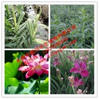 供應(yīng)水生植物荷花，推薦懿鴻水生植物