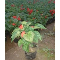 一串紅批發(fā) 山東一串紅價格 青州一串紅基地