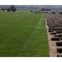 蚌埠市五河縣果齡草、百慕大草坪