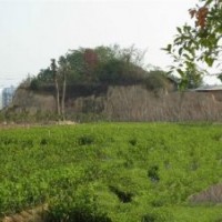 油茶樹苗|嫁接油茶樹苗|油茶樹苗的培育技術(shù)