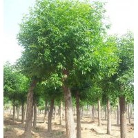 白蠟、冀鑫、5公分白蠟樹(shù)苗價(jià)格