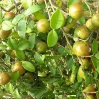 油茶樹苗批發(fā)|湘林69油茶樹苗的價(jià)格|油茶樹苗