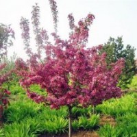 西府海棠|冀鑫|西府海棠小苗價(jià)格