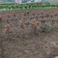 精品紅花繼木、龍游紅花繼木、好彩苗木品種好(多圖)