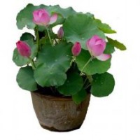 荷花|綠荷水生|荷花