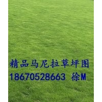 馬尼拉草皮 江西馬尼拉草坪 馬尼拉草皮報價/圖片/規(guī)格