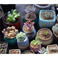 多肉花卉,花卉,綠馨花卉(多圖)