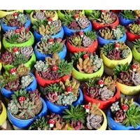 丹東花卉,綠馨花卉,花卉