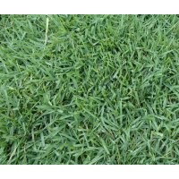 中華結(jié)縷草