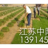 果嶺草坪 百慕大草坪混播黑麥草