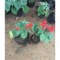 一串紅品種大全 一串紅供應(yīng)一串紅價(jià)格 山東一串紅基地 一串紅