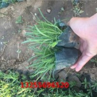 地被石竹價(jià)格 地被石竹花期 地被石竹圖片 地被石竹品種大全 供應(yīng)