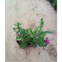 荷蘭菊是草本還是木本 荷蘭菊價(jià)格 荷蘭菊品種大全 荷蘭菊價(jià)格 荷