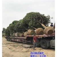 巴中桂花樹(shù)_駿達(dá)園藝_雅安桂花樹(shù)品種