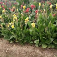 供鳶尾，紅花草，麥冬草，蔥蘭，金娃娃宣草